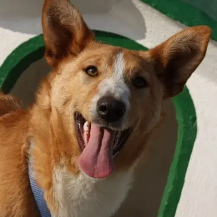 Sita