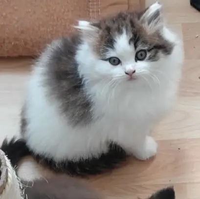 Boule De Coton