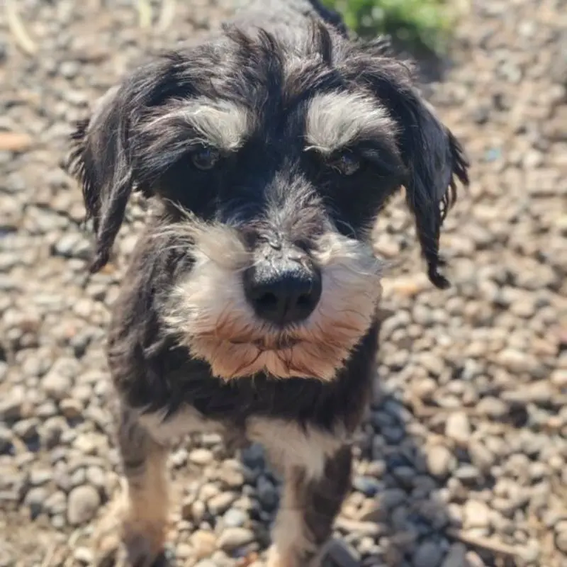 Lili