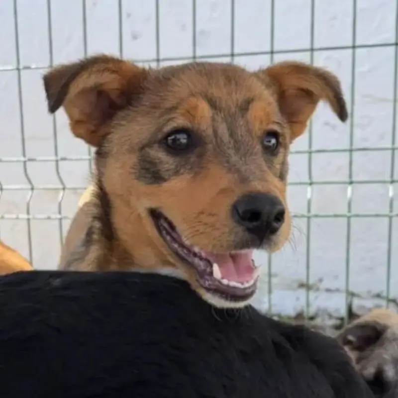 Idefix