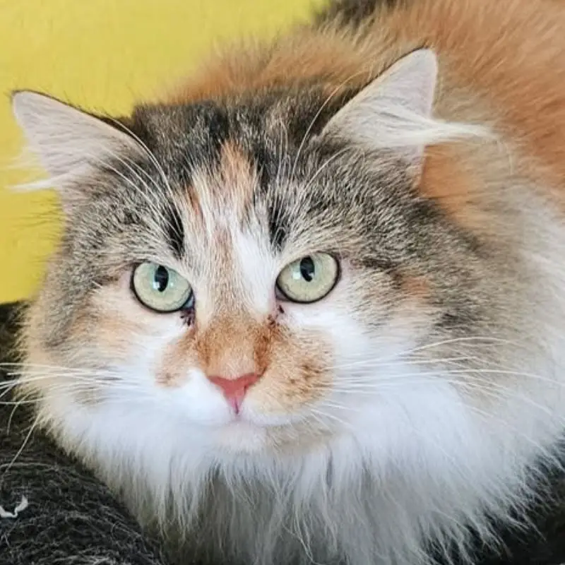 Farrah
