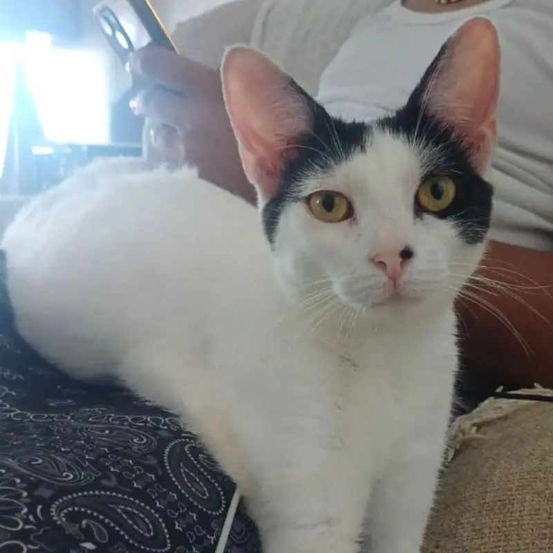 Kalicy