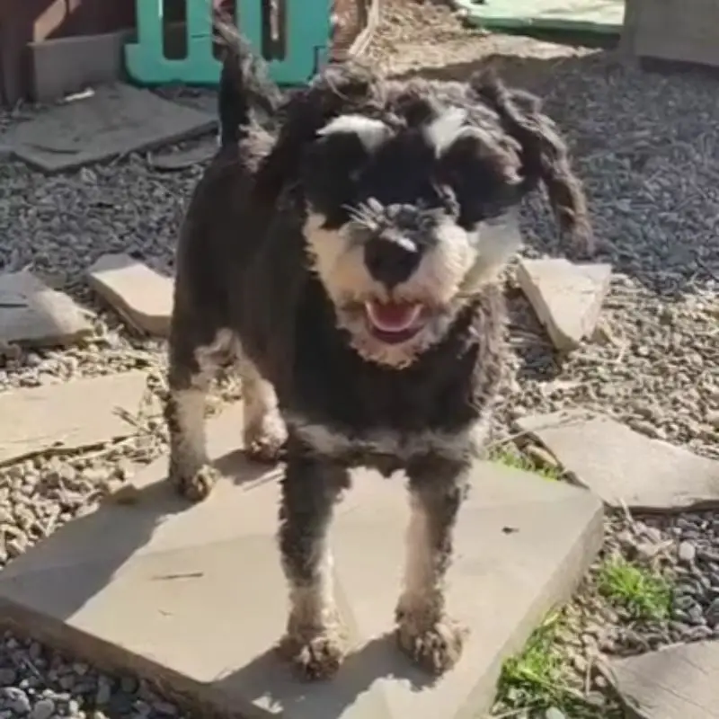 Lola