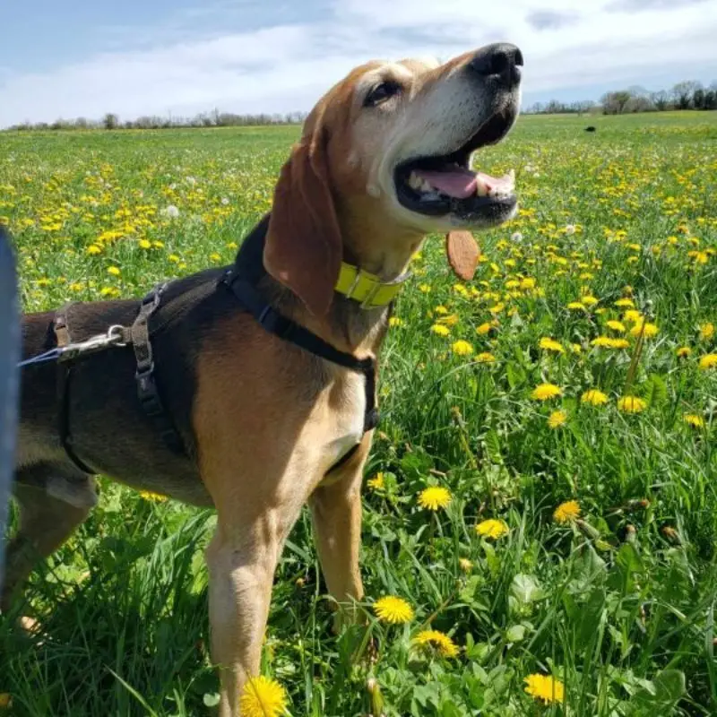 Pepito
