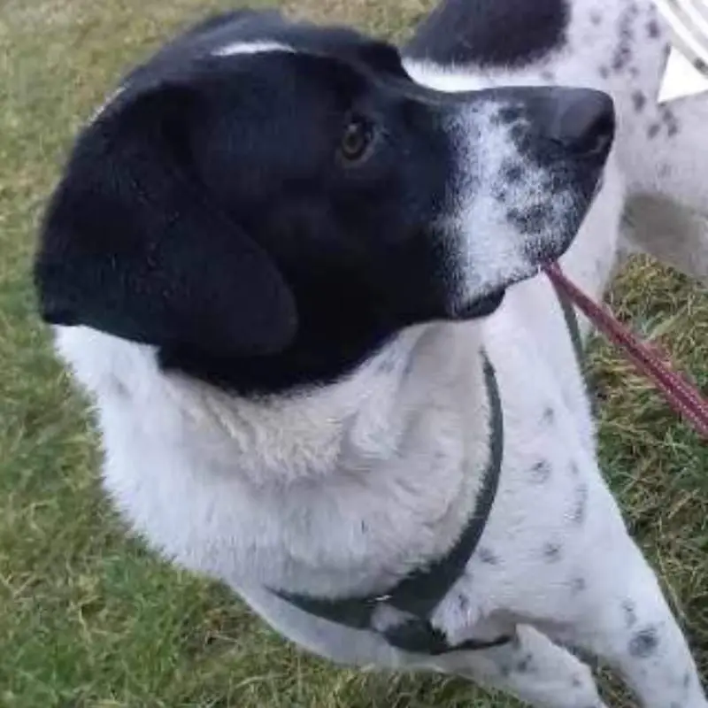 Domino