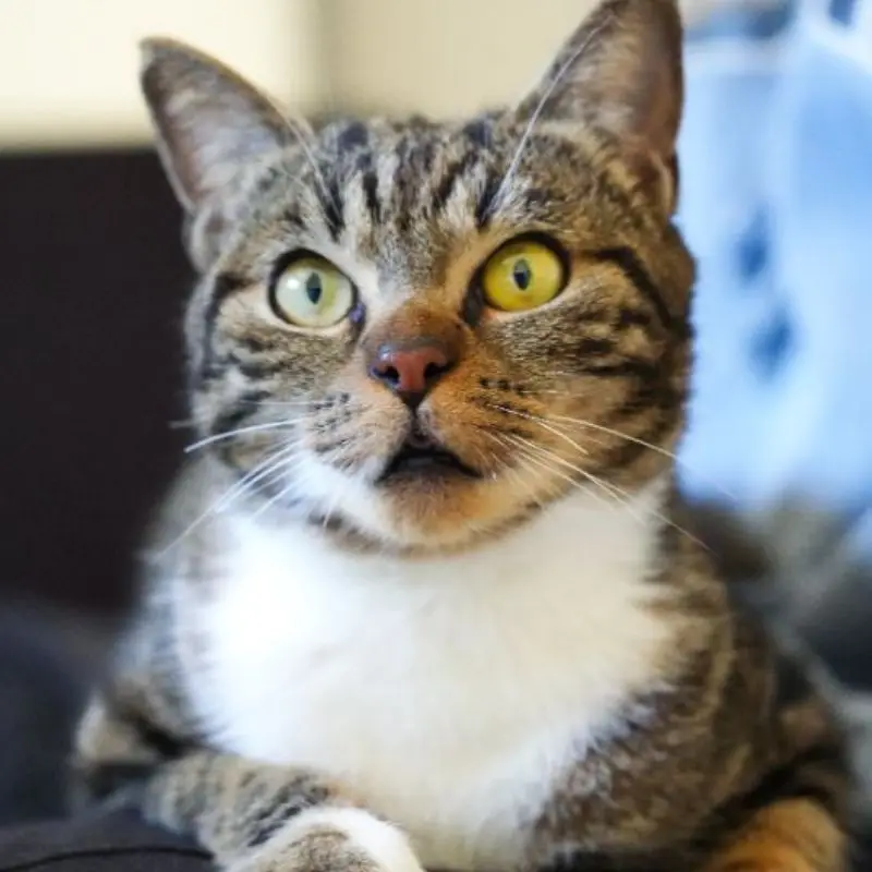 Naya