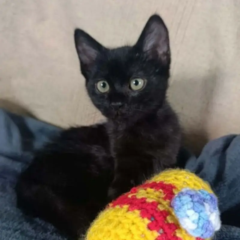 Xena