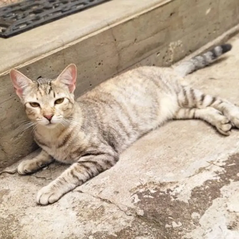 Raya