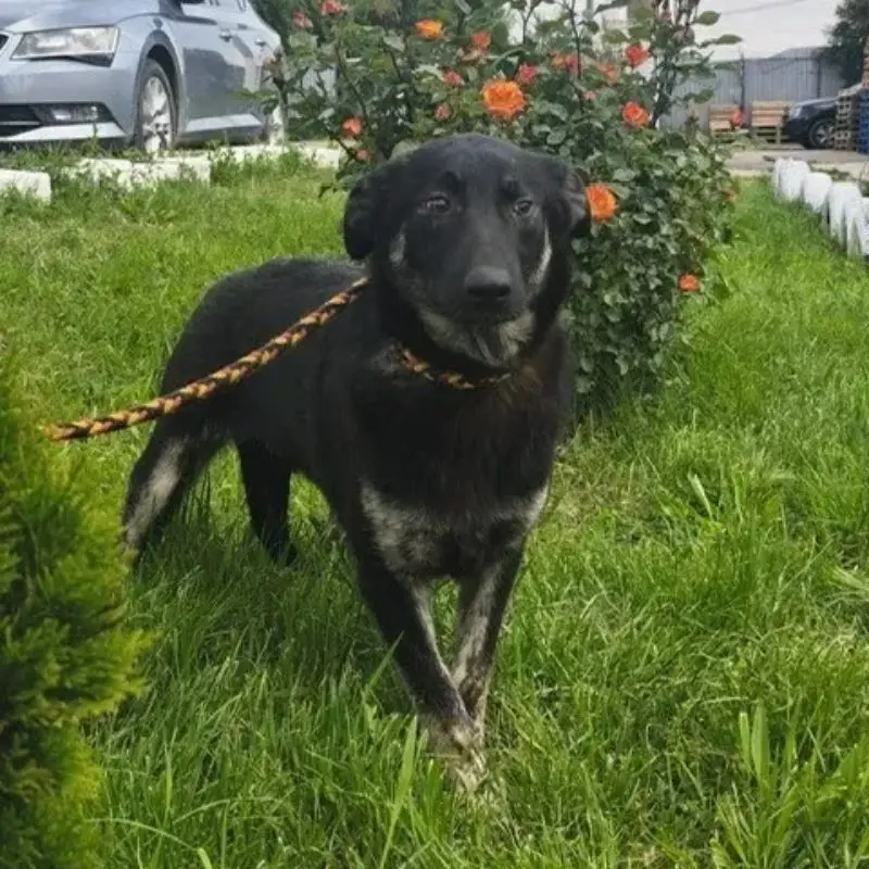 Athena