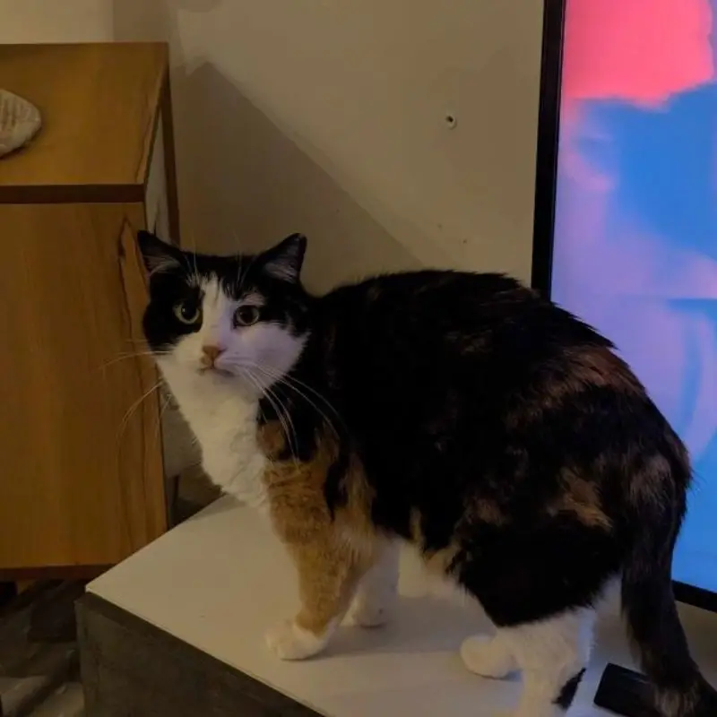 Mia