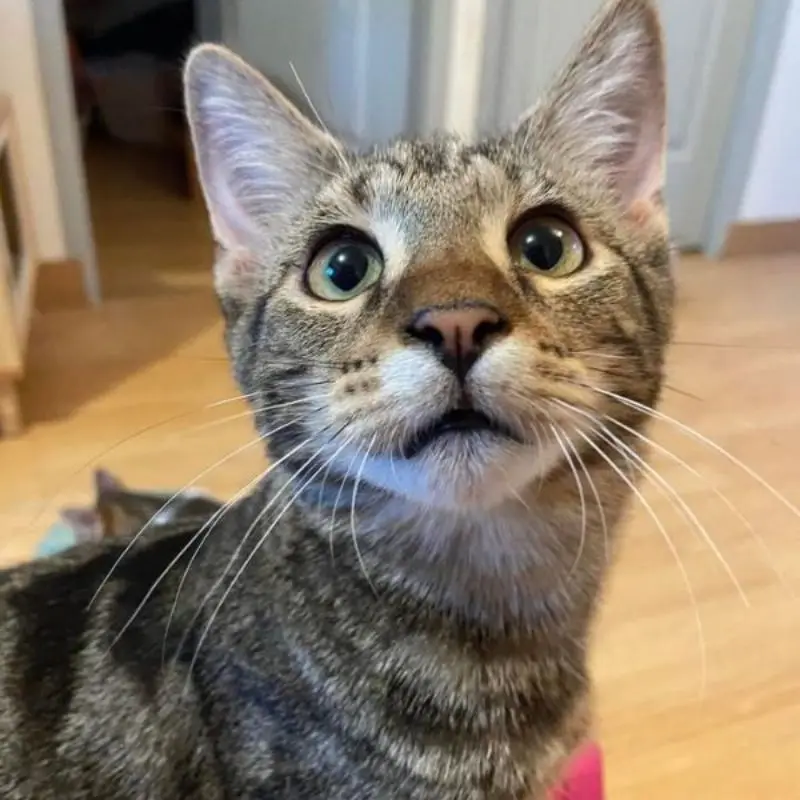 Elliot