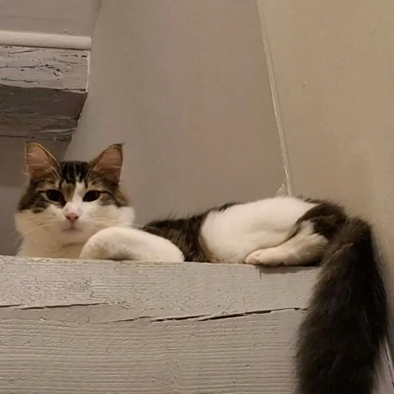 Arlo