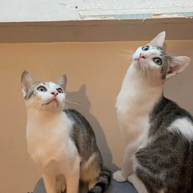 Mochi