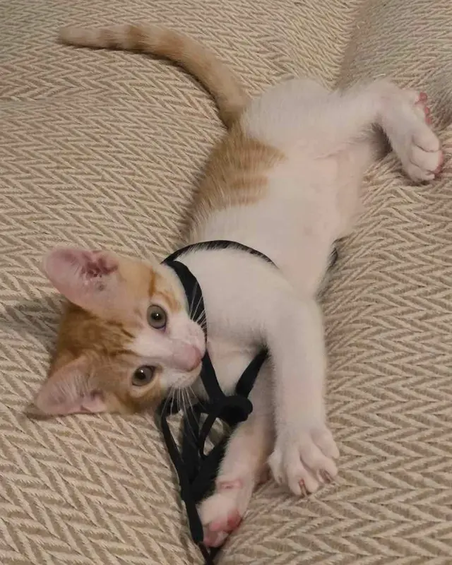 Patapouf