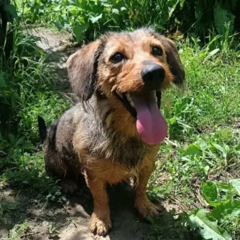 Mowgli
