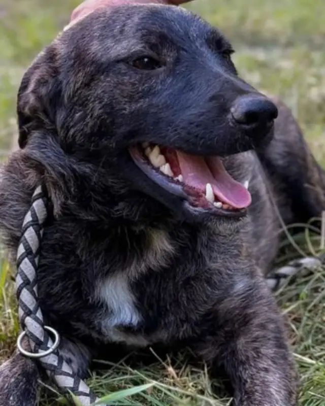 Inaya