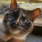 Bébé Et Minette