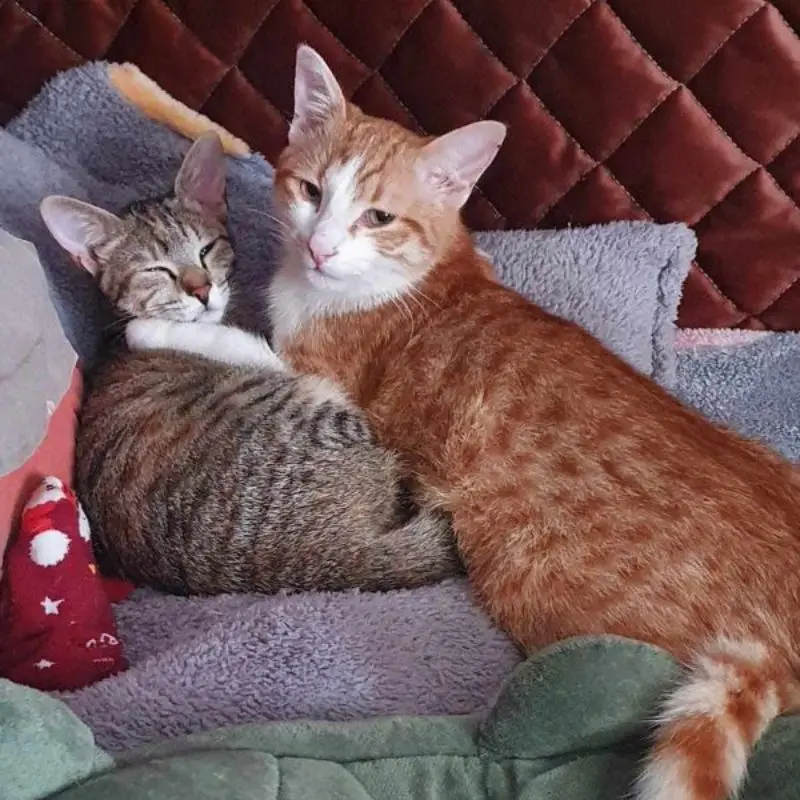 Citrouille Et Grimo