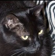 Ninou