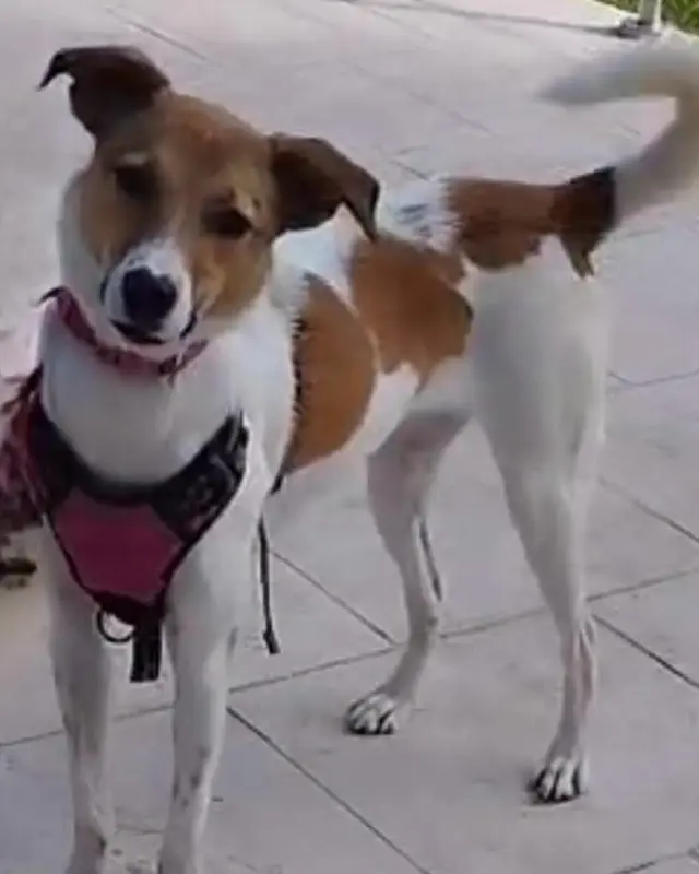 Tika