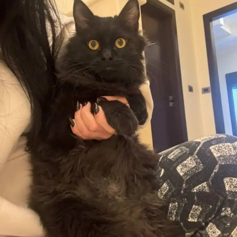 Elvis