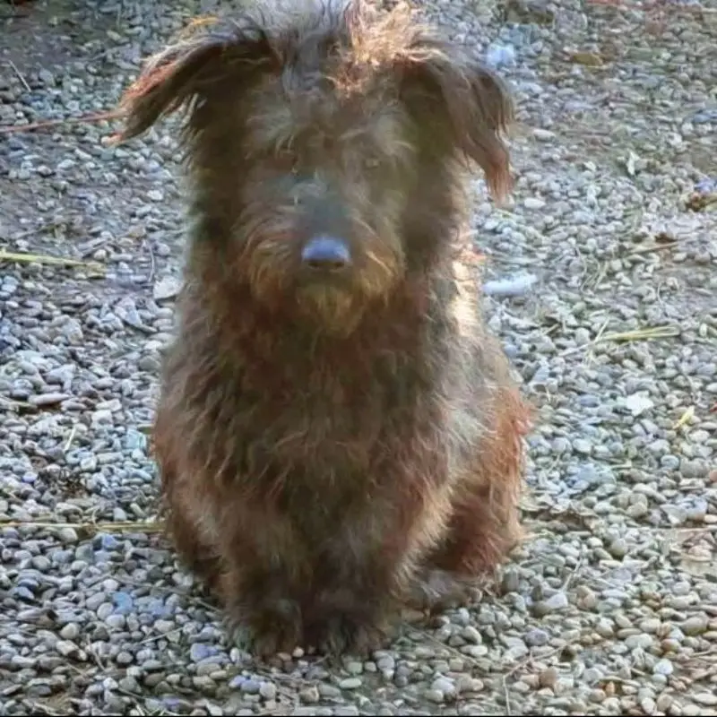 Rasta