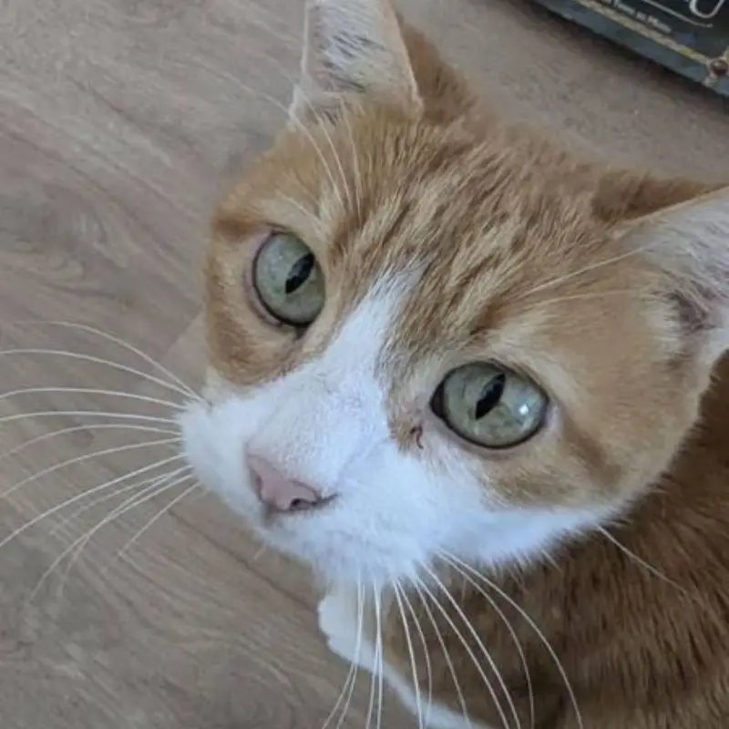Babou