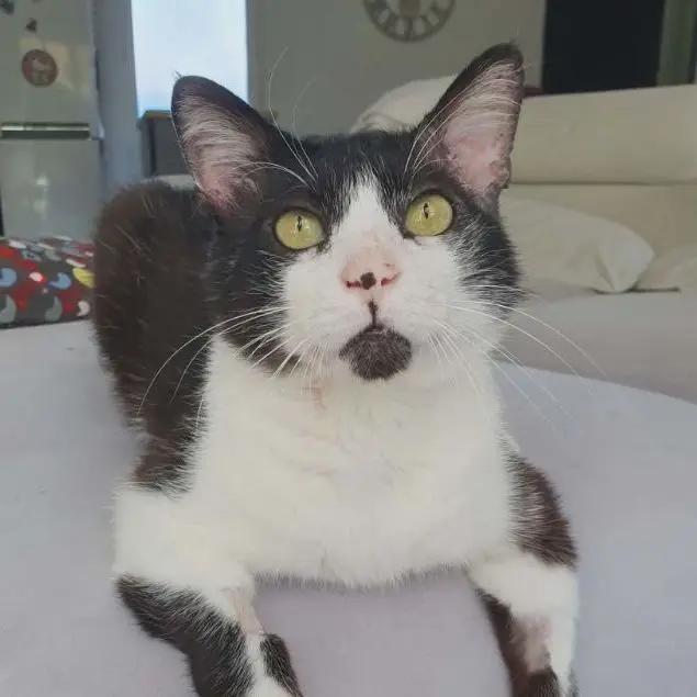 Zorro