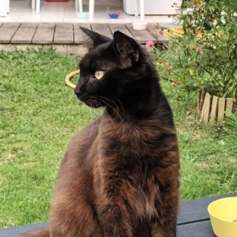 Zémi