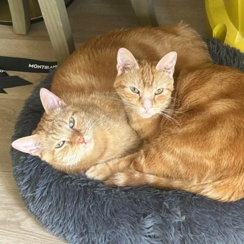 Tigresse Et Lionne