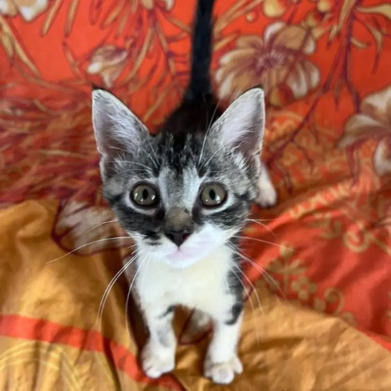 Kali