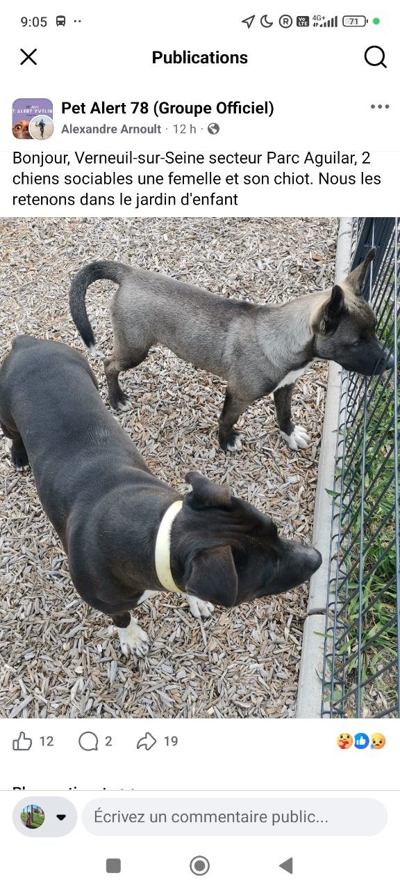 Chien un chien gris avec pattes blanches et un chien noir avec pattes blanches