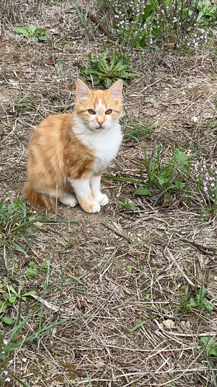 Chat européen · Fox
