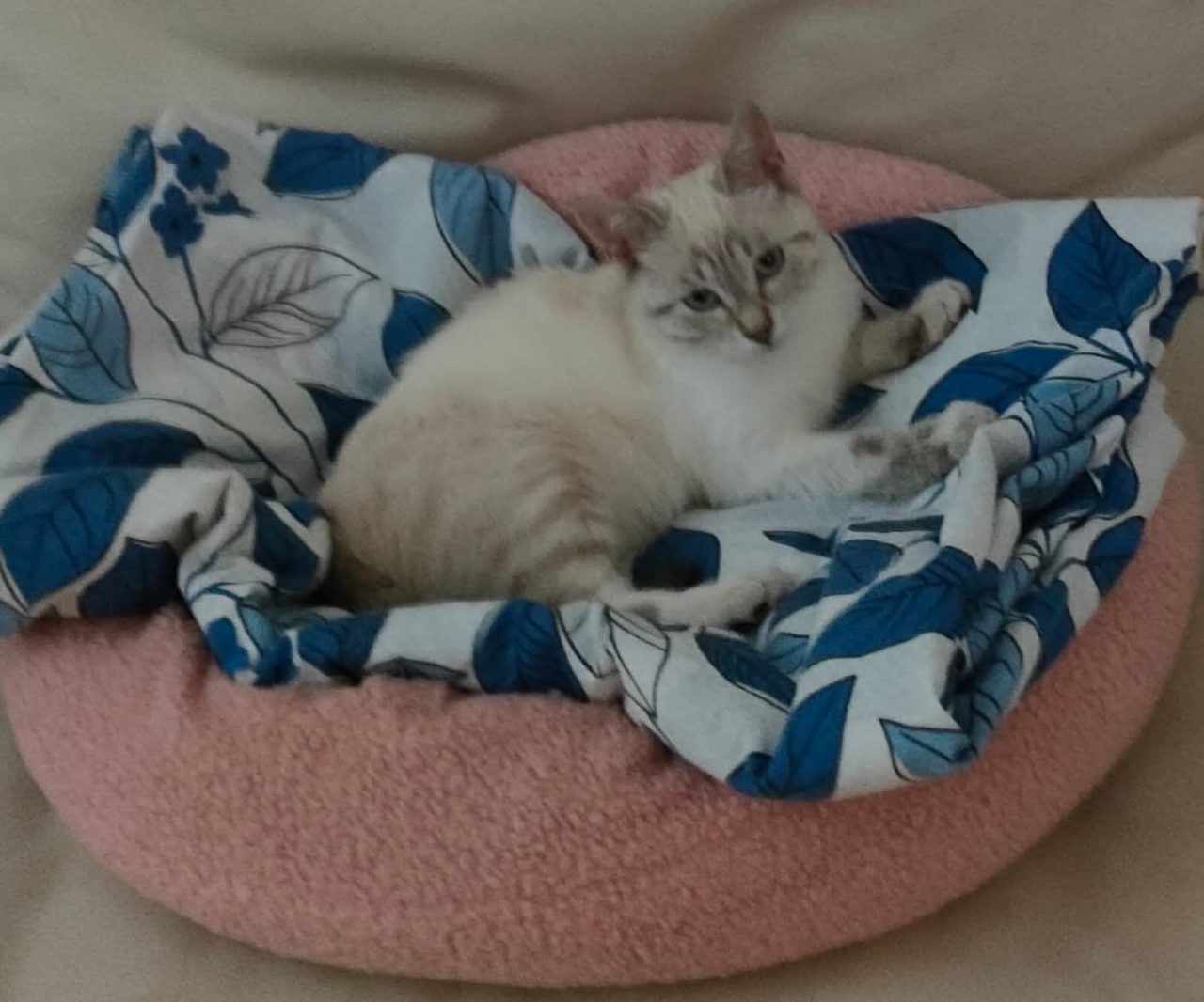 Chat