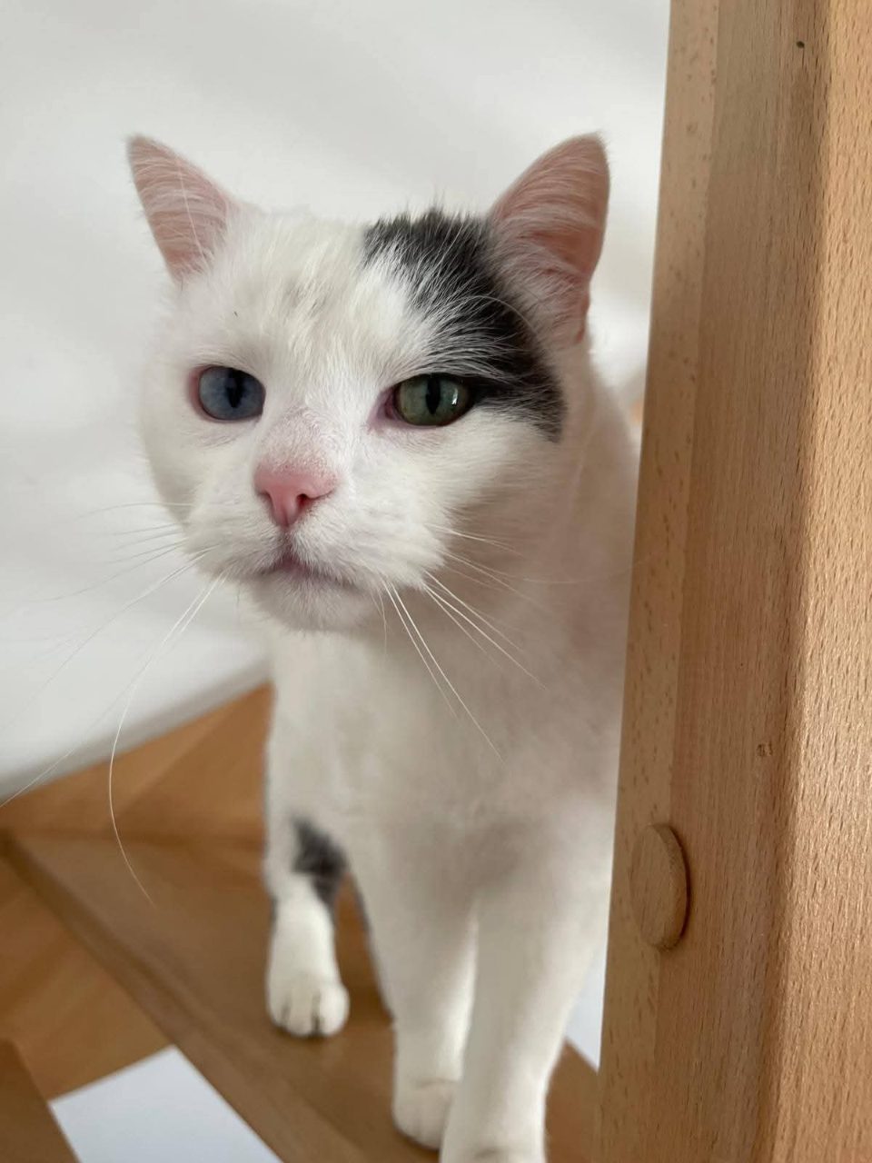 Chat europeen · Pinceau