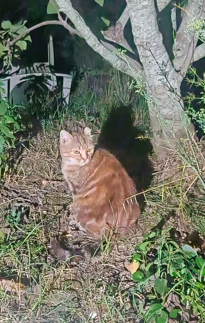 Chat européen · Orka