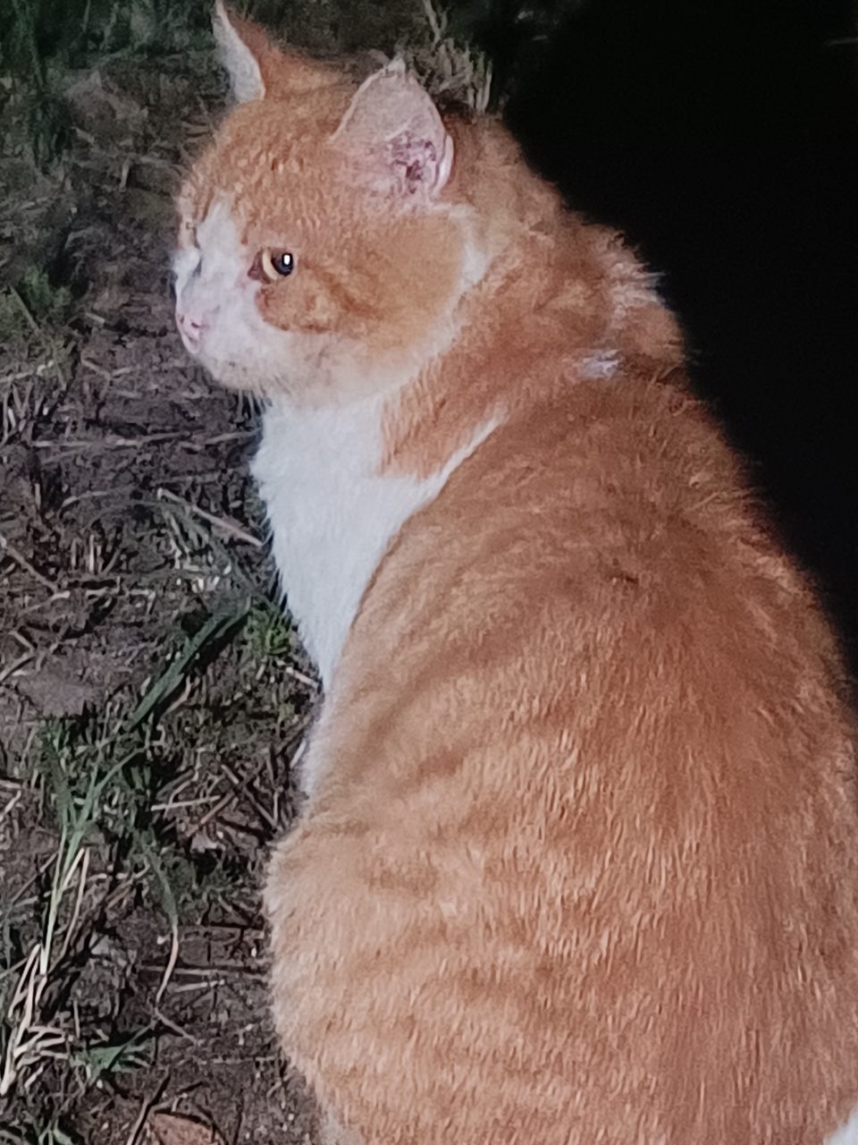 Chat européen · Gros matou