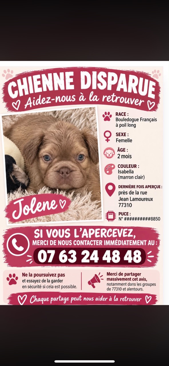 Chien bouledogue français · Jolene