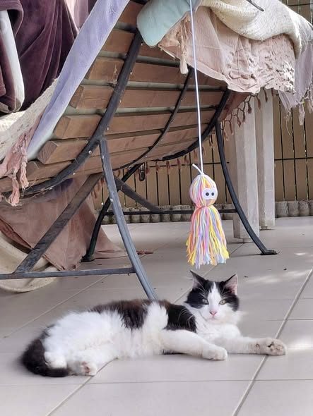 Chat européen · BELLA