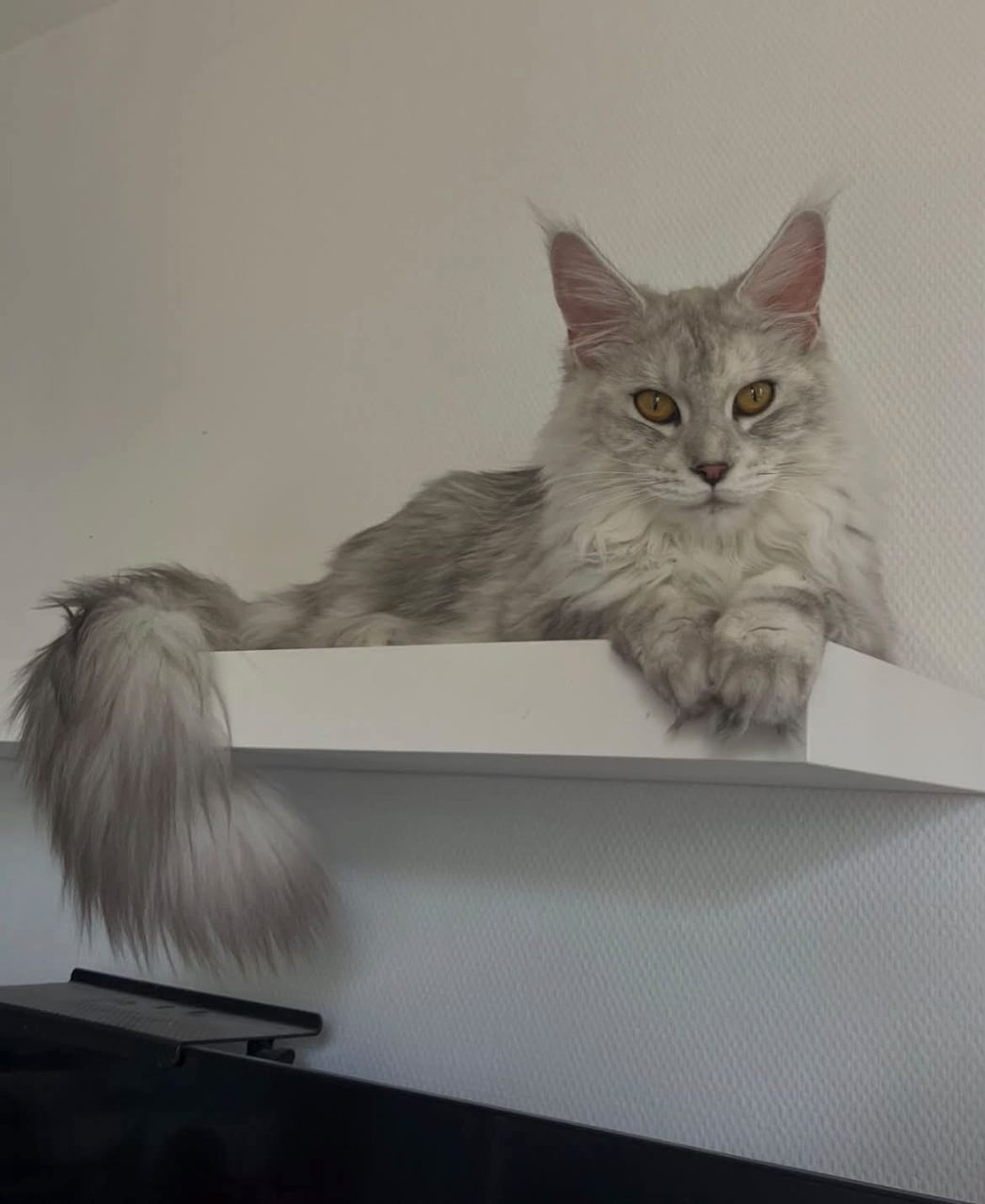 Chat main coon · Amelie