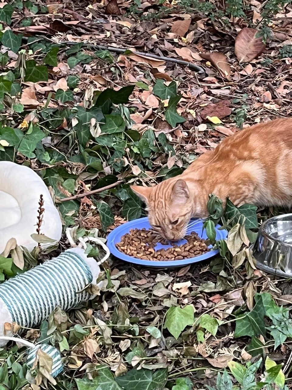 Chat europeen