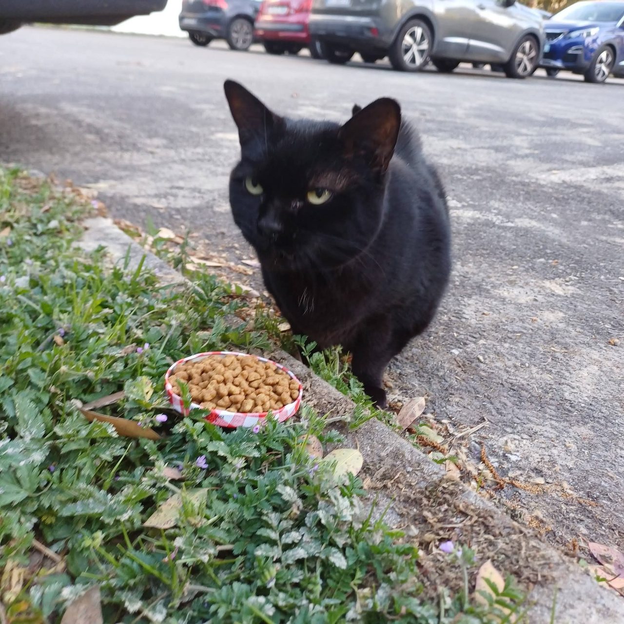 Chat europeen
