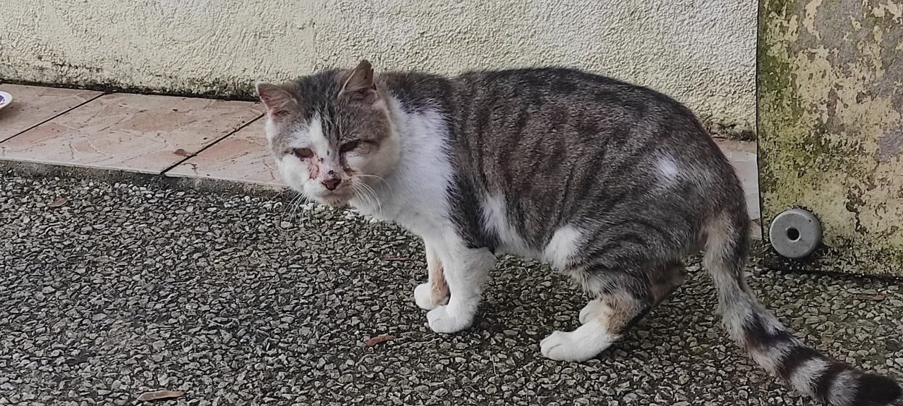 Chat