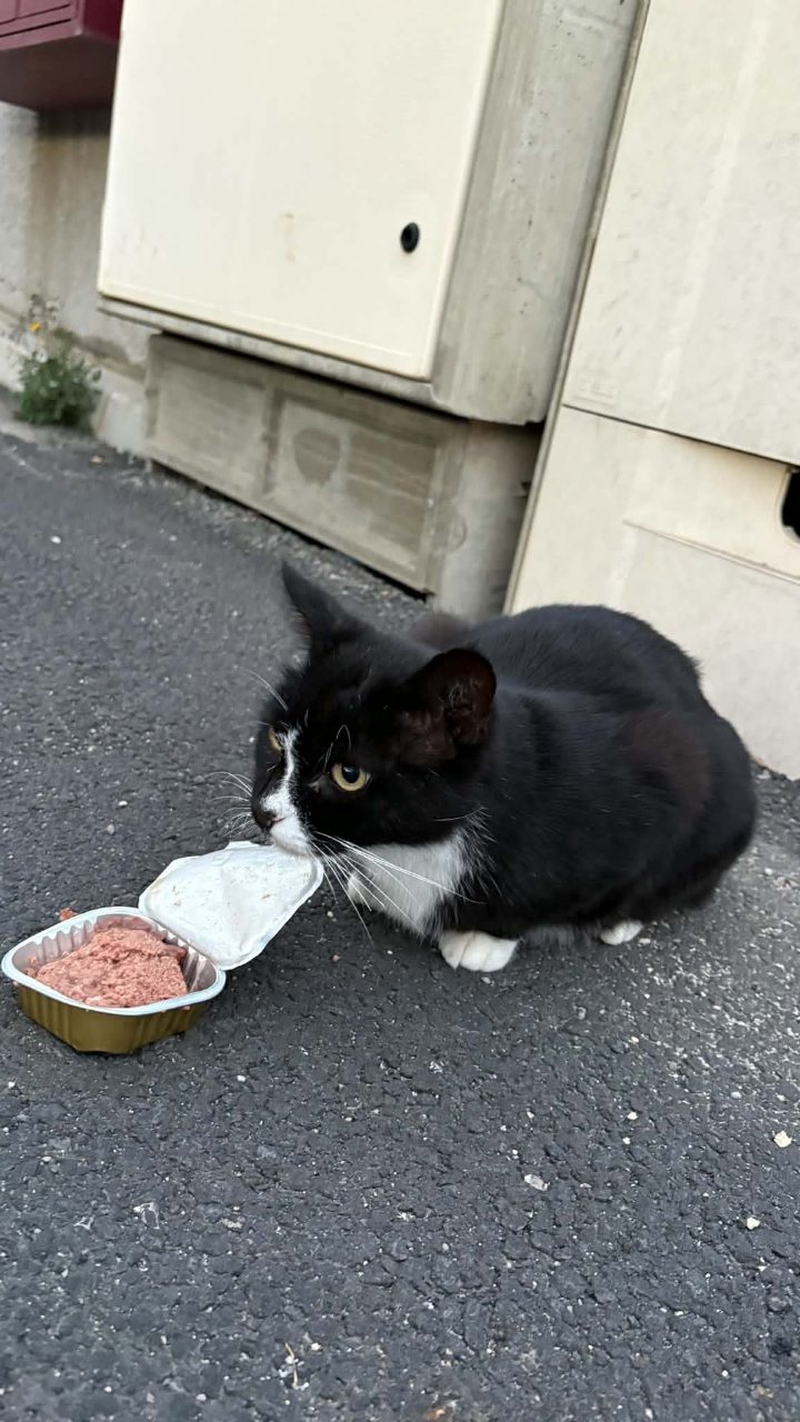Chat européen