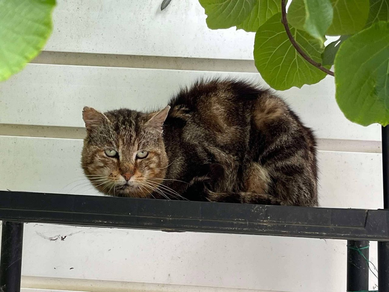 Chat europeen