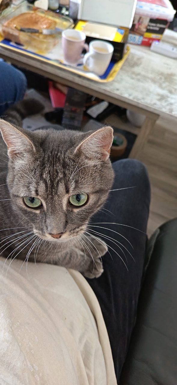 Chat européen · Tokyo