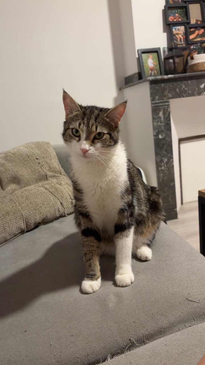 Chat européen · Aïko