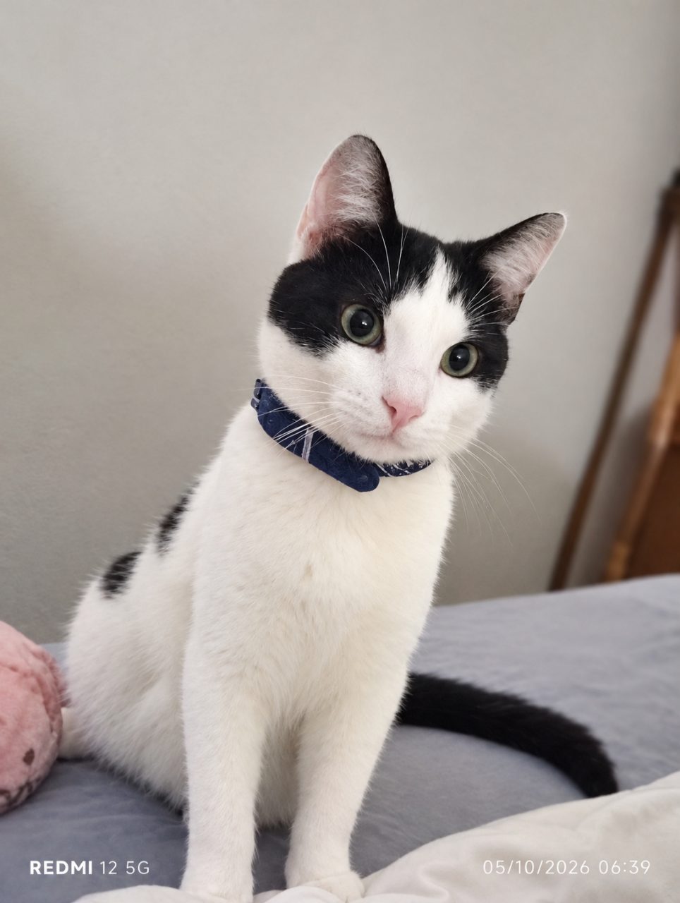 Chat européen · Bambi