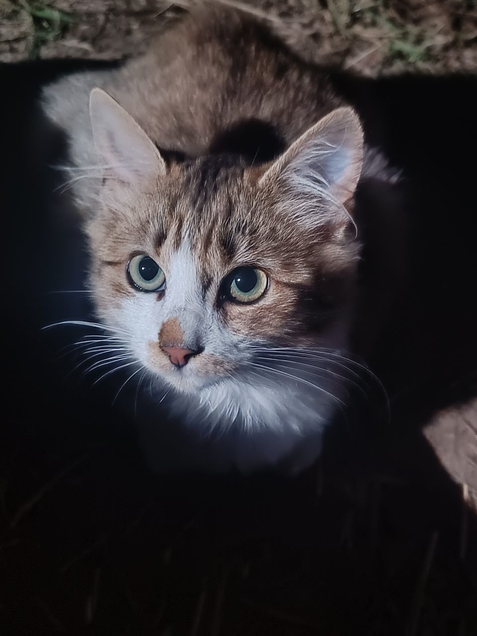 Chat européen · Bao