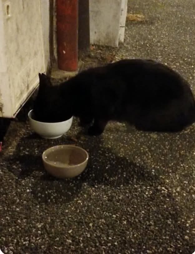 Chat europeen